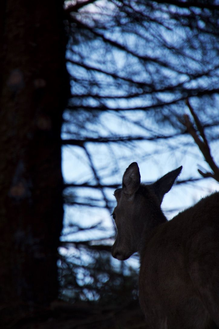 Blue Deer