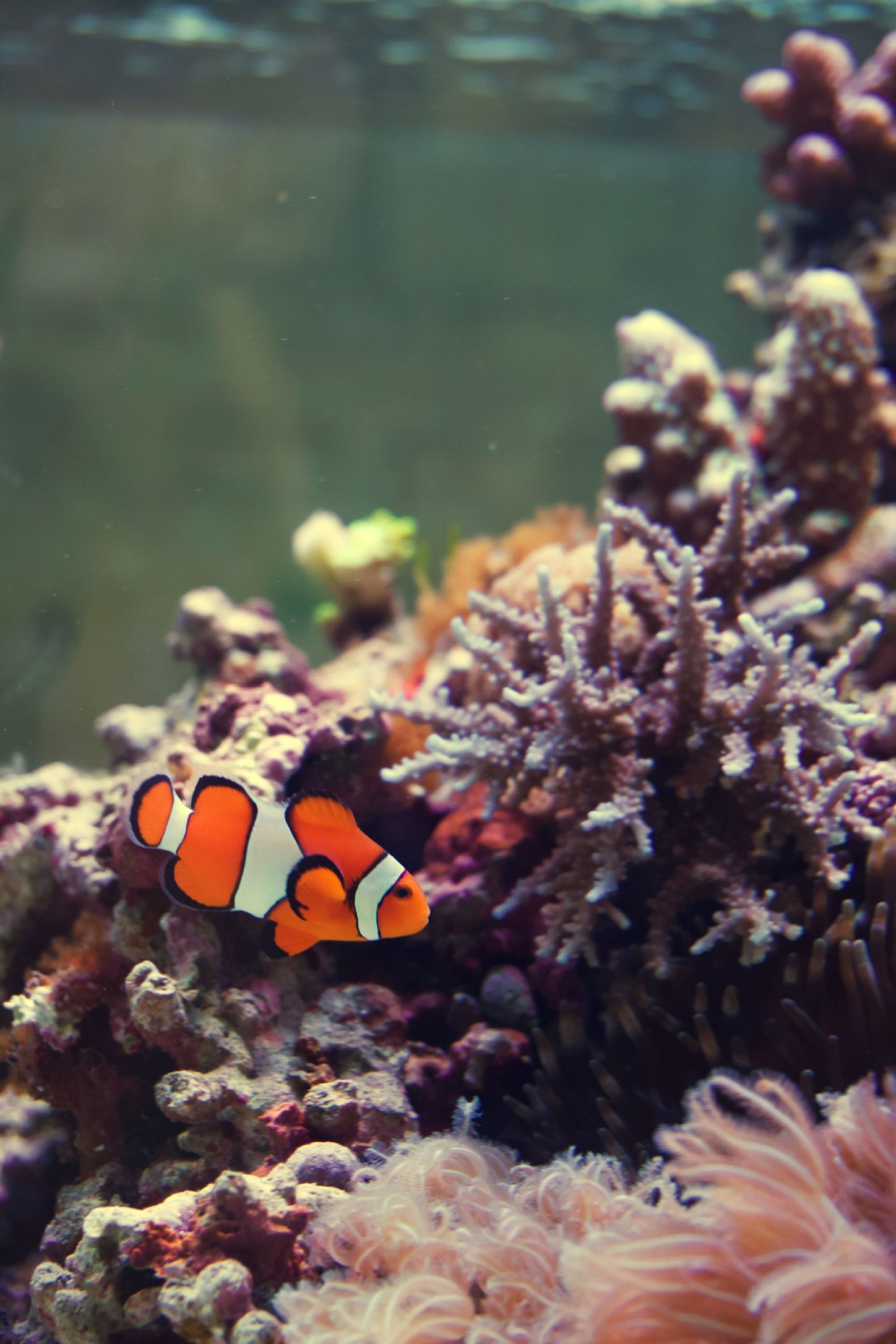 Clownfish, Osaka