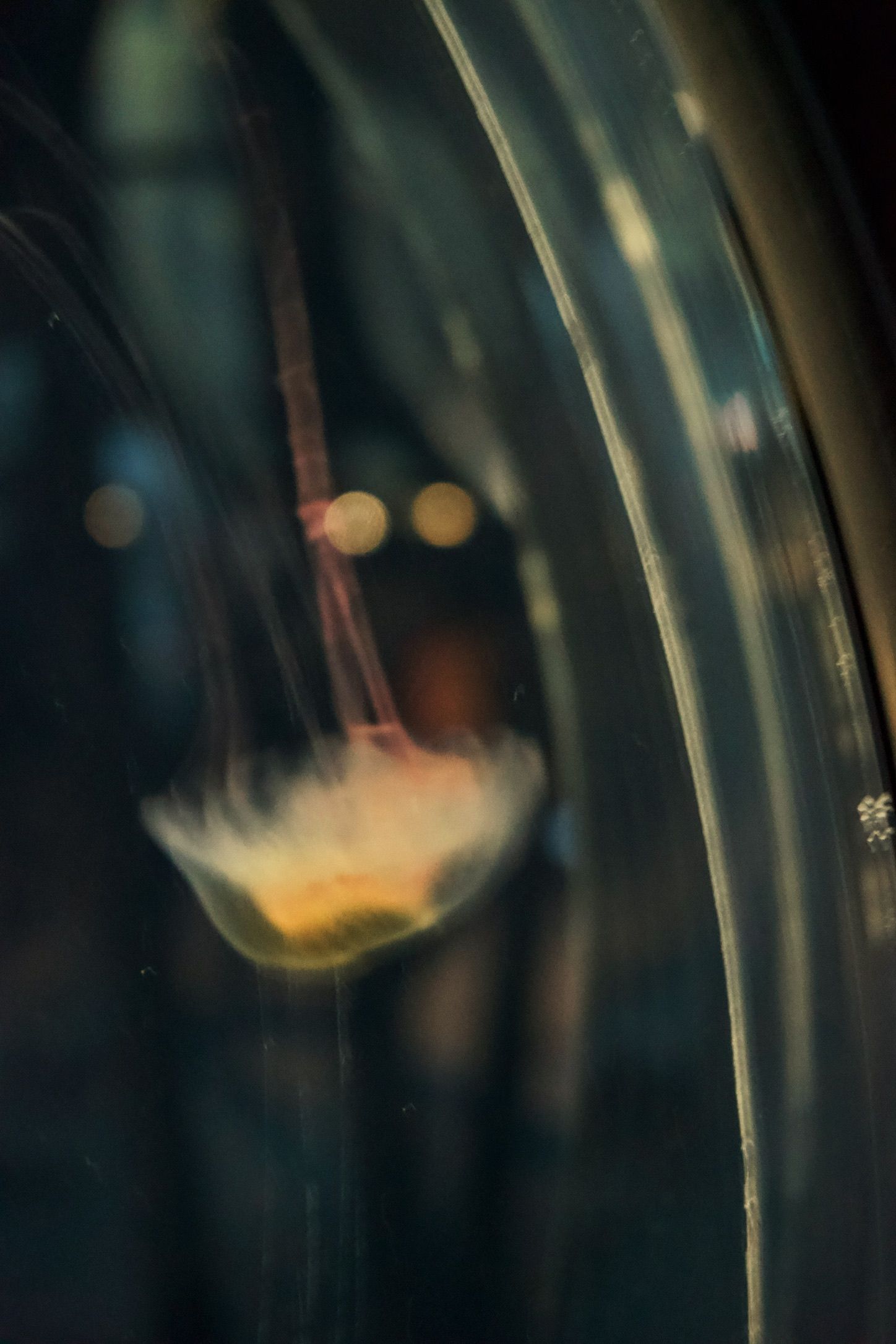 Jellyfish, Osaka
